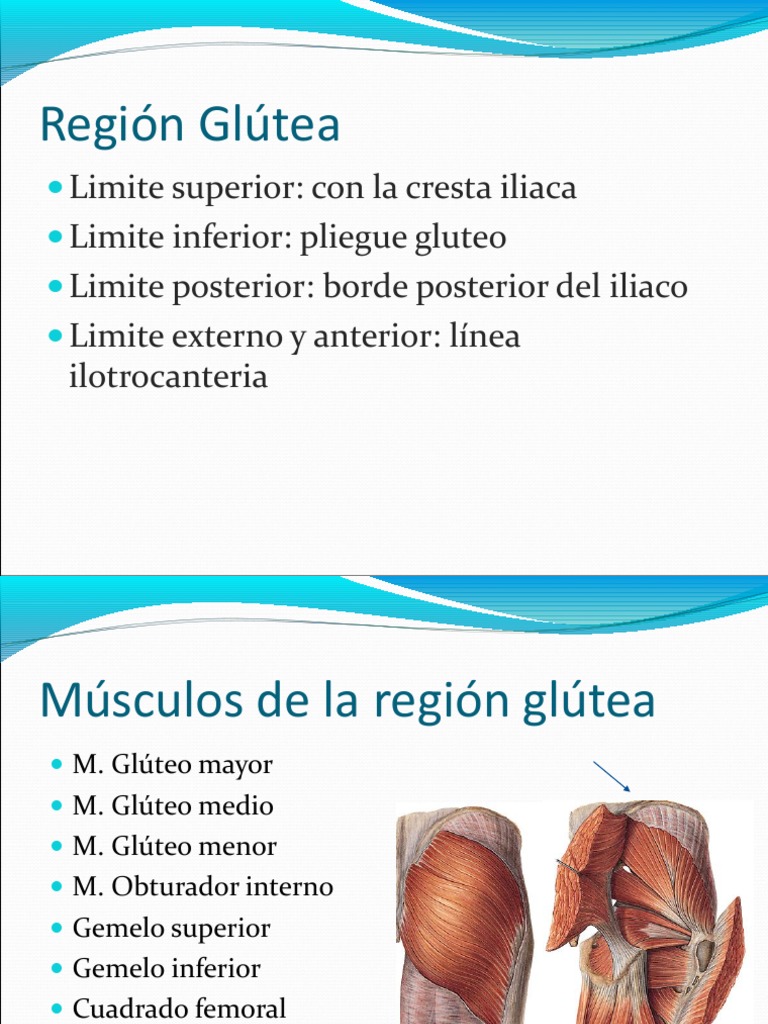 Región Glútea | Nalgas | Pelvis