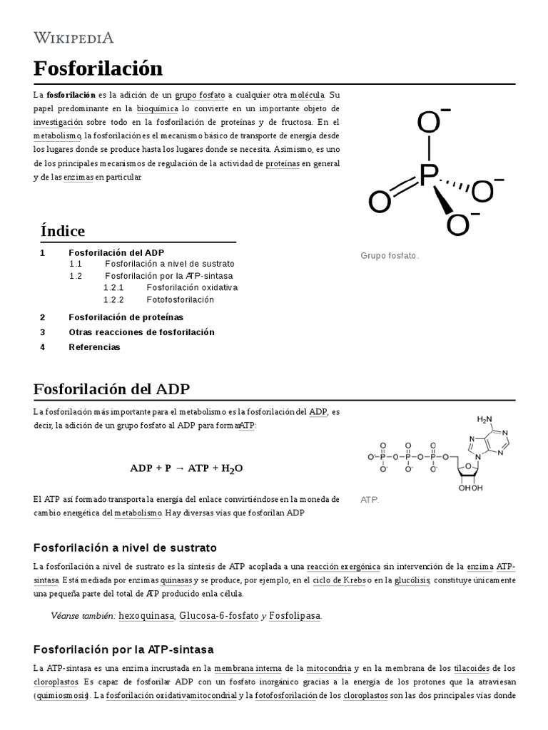 Fosforilación | PDF | Fosforilación | Biología Molecular