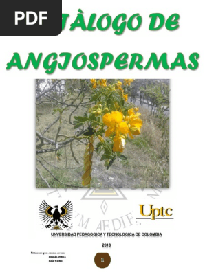 Catalogo De Angiospermas Melocoton Hoja