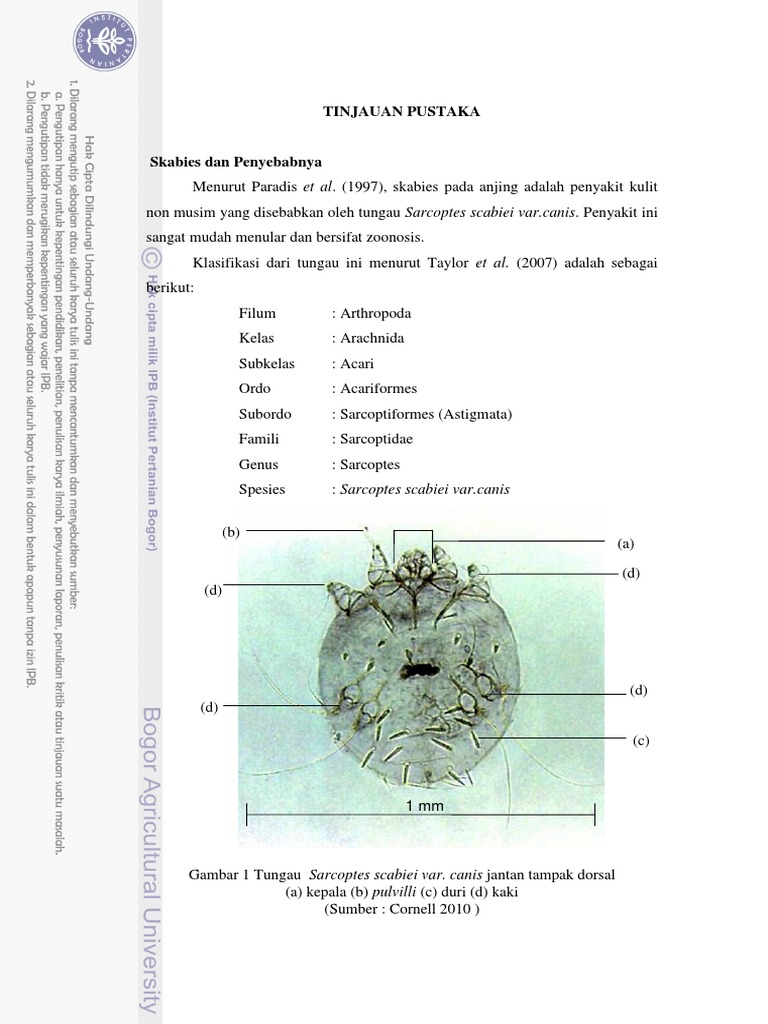 19 - 254CME-Scabies-Terapi Berdasarkan Siklus Hidup | PDF | Sains ...