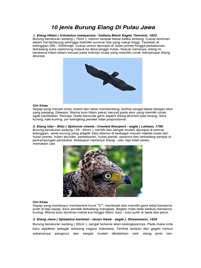 6000 Gambar Hitam Putih Elang Hd Terbaru Infobaru