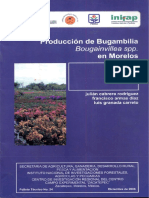 PRODUCCBUGAMBILIA