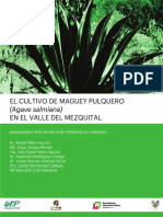Cultivo Maguey