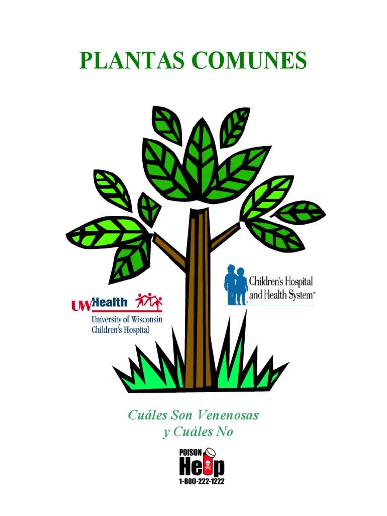 Diefembaquia (Dieffenbachia), image size:768x1024