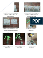 Dokumentasi Pertumbuhan Tanaman