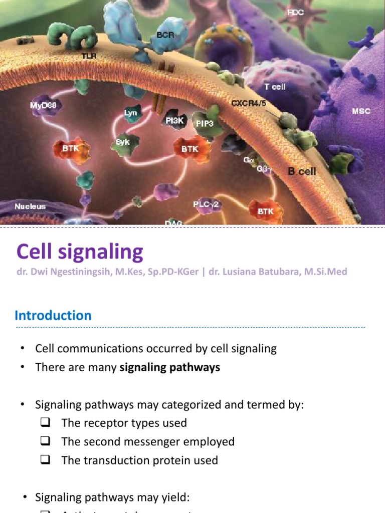 Cell Signaling Pathways Overview | PDF | Protein Kinase | Signal ...