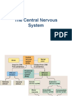 The Central Nervous System: Anatomy and Functions