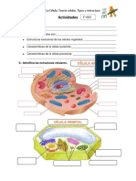 Actividades - Célula