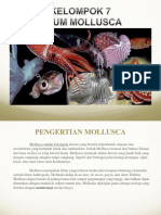 MENGERTI MOLLUSCA