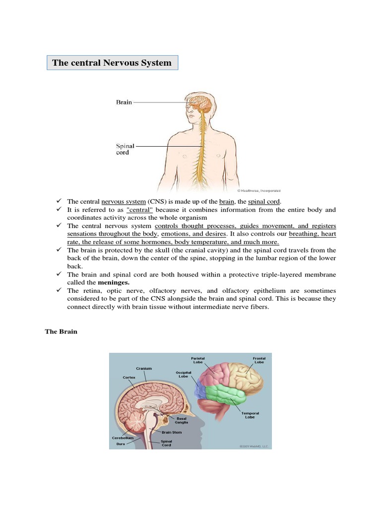 Anatomy of Stroke | PDF | Central Nervous System | Brain