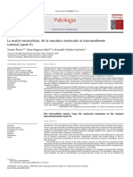 1.la Matriz Extracelular - Morfología, Función y Biotensegridad