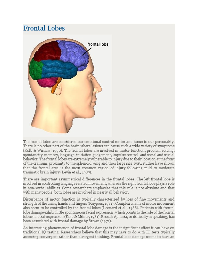 Frontal Lobes PDF Frontal Lobe Dementia