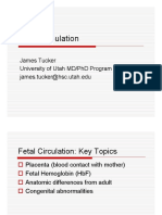JFT PHYS3110 Fetal Circulation PDF