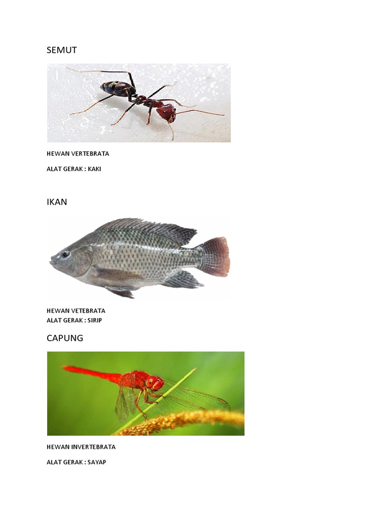 710 Koleksi Gambar Alat Gerak Hewan Invertebrata HD Terbaik