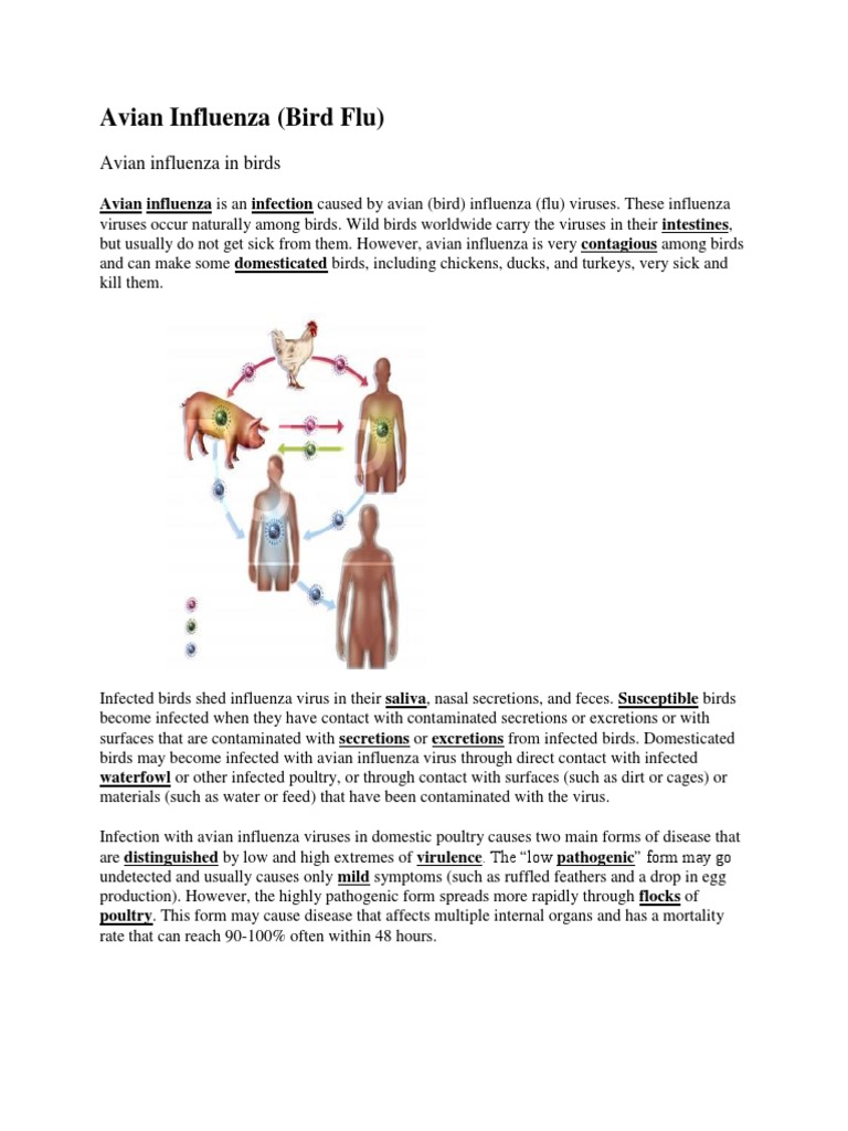 Avian Influenza (Bird Flu) | PDF