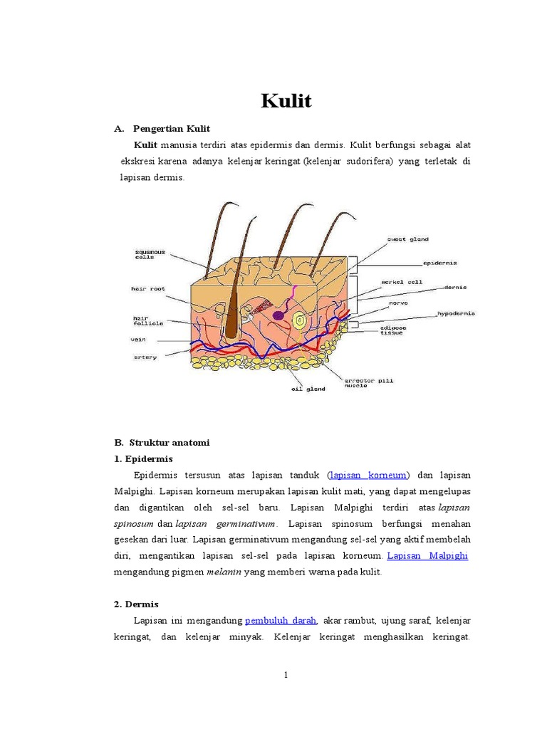 Kulit A Pengertian Kulit Kulit Manusia Terdiri Atas Epidermis Dan Dermis Kulit Berfungsi Sebagai Alat