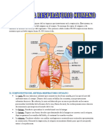 El Sistema Respiratorio Humano