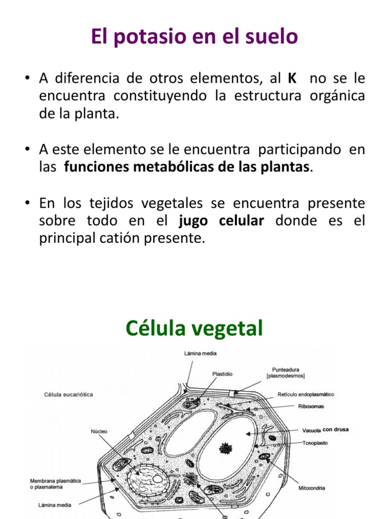 Funciones del potasio en las plantas | PDF | Potasio | Dieta y nutrición