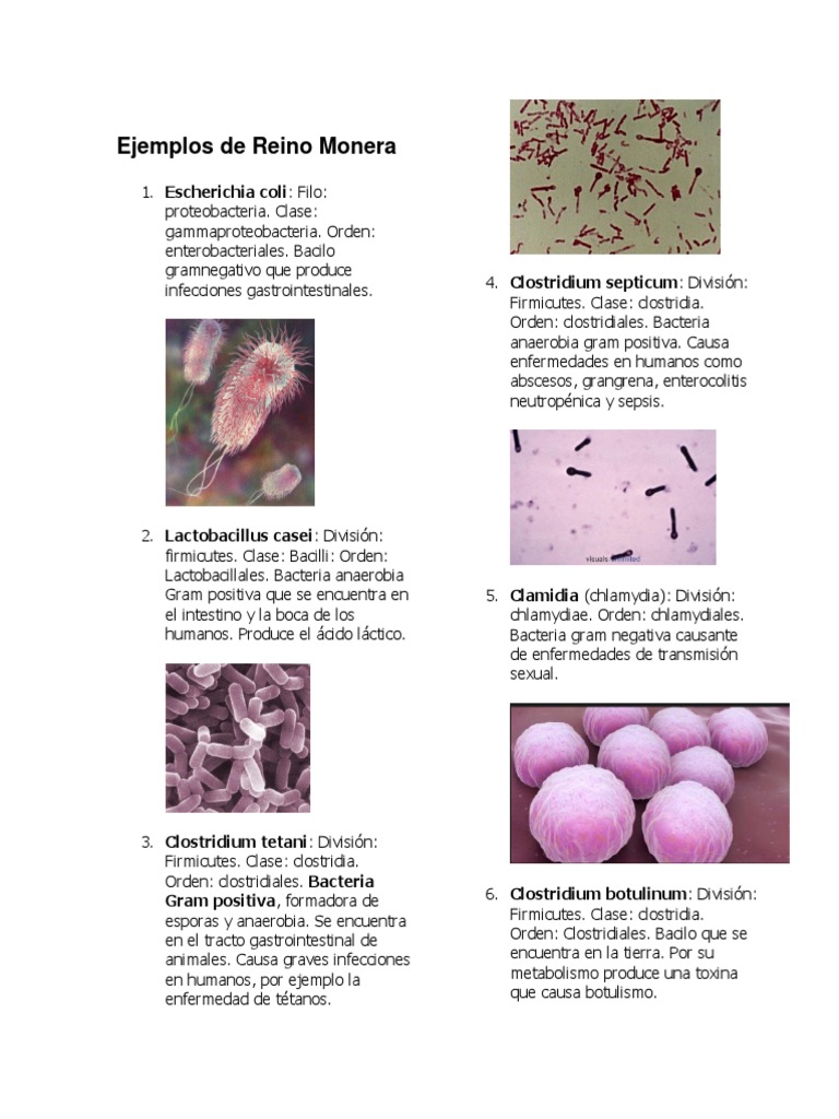 Ejemplos de Organismos: Monera, Protista, Fungi, Animal | PDF | Plasmodium  | Oveja