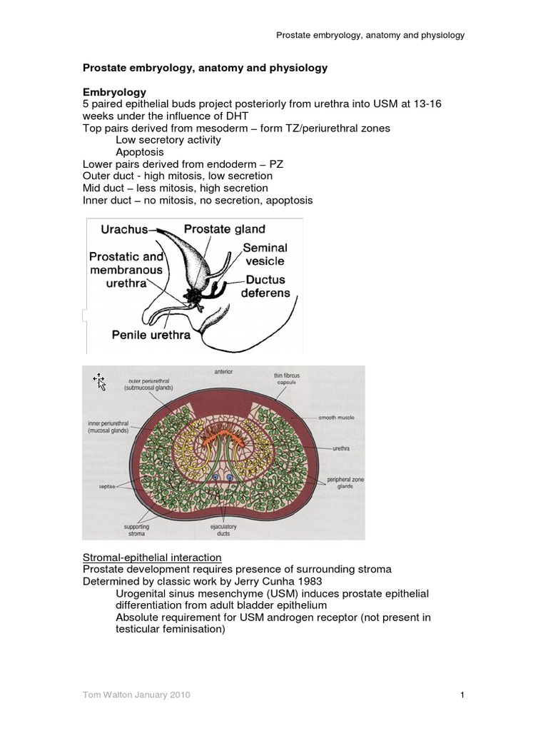 Prostate Embryology and Anatomy Insights | PDF | Prostate | Androgen