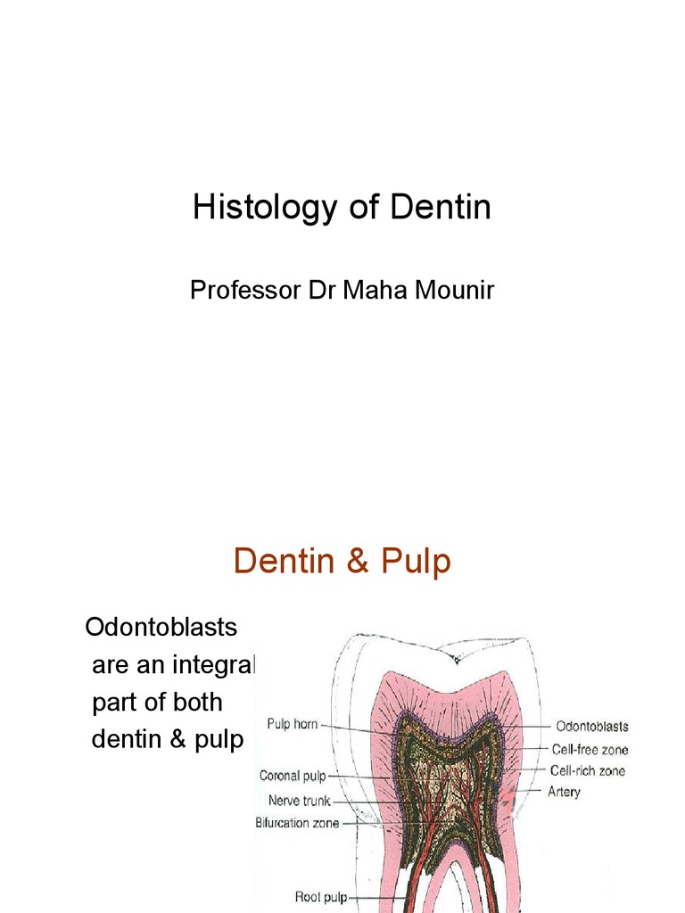 Histology of Dentin PDF Dentin Tooth