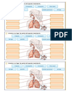 Actividad Sistema Respiratorio