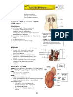 ANATOMIA - CAP (10).pdf