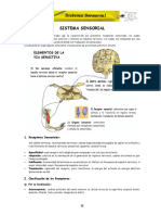 ANATOMIA - CAP (6).pdf