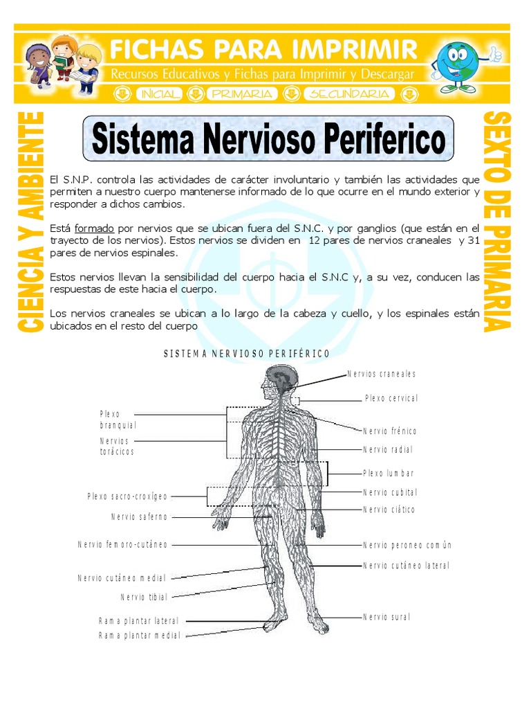FichaSistemaNerviosoPerifericoparaSextodePrimaria