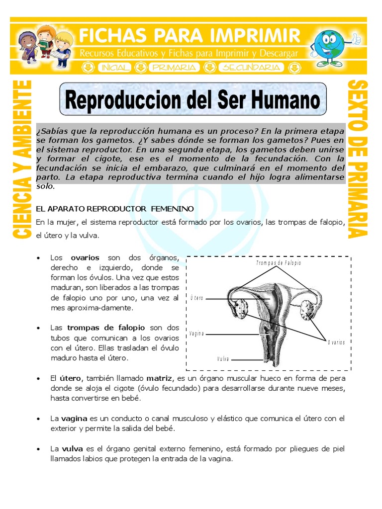 FichaReproducciondelSerHumanoparaSextodePrimaria.doc Sistema genitourinario Fertilidad
