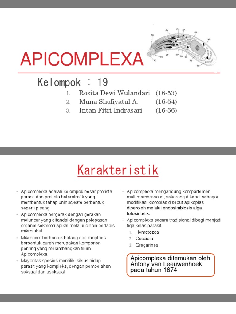 Karakteristik dan Klasifikasi Apicomplexa | PDF | Kesehatan Holistik