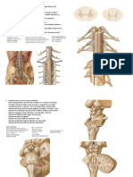 P2 + prova prática de neuroanatomia.pdf