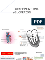 Configuración Interna Del Corazón