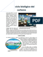 El Ciclo Biológico Del Carbono