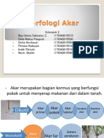 Morfologi Akar Kelompok 2