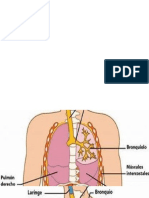 Sistema Respiratorio Rodrigo