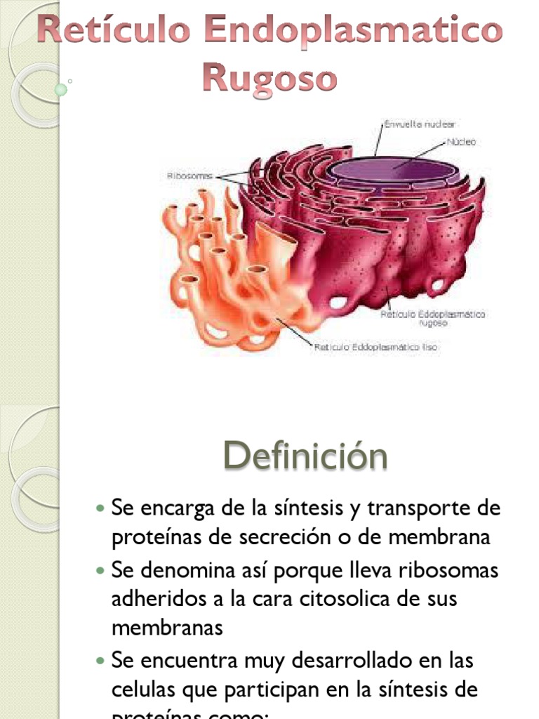 Reticuloendoplasmaticorugoso.pptx
