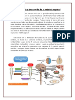 TORAX  MEDULA Y PULMONES.docx