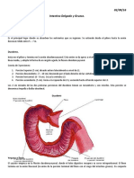 Anatomía Del Intestino Delgado y Grueso