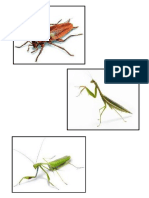 Insects Memory Game Template