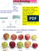 11B1 Selective Breeding