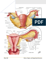 Uterus and Adnexa : Posterior View