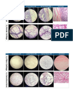 Name Name Scanning Objective (40X) Low Power Objective (100X) High Power Objective (400X) Internet Sample
