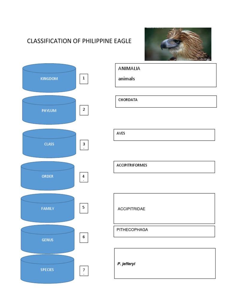 Philippine Eagle Taxonomic Classification | PDF