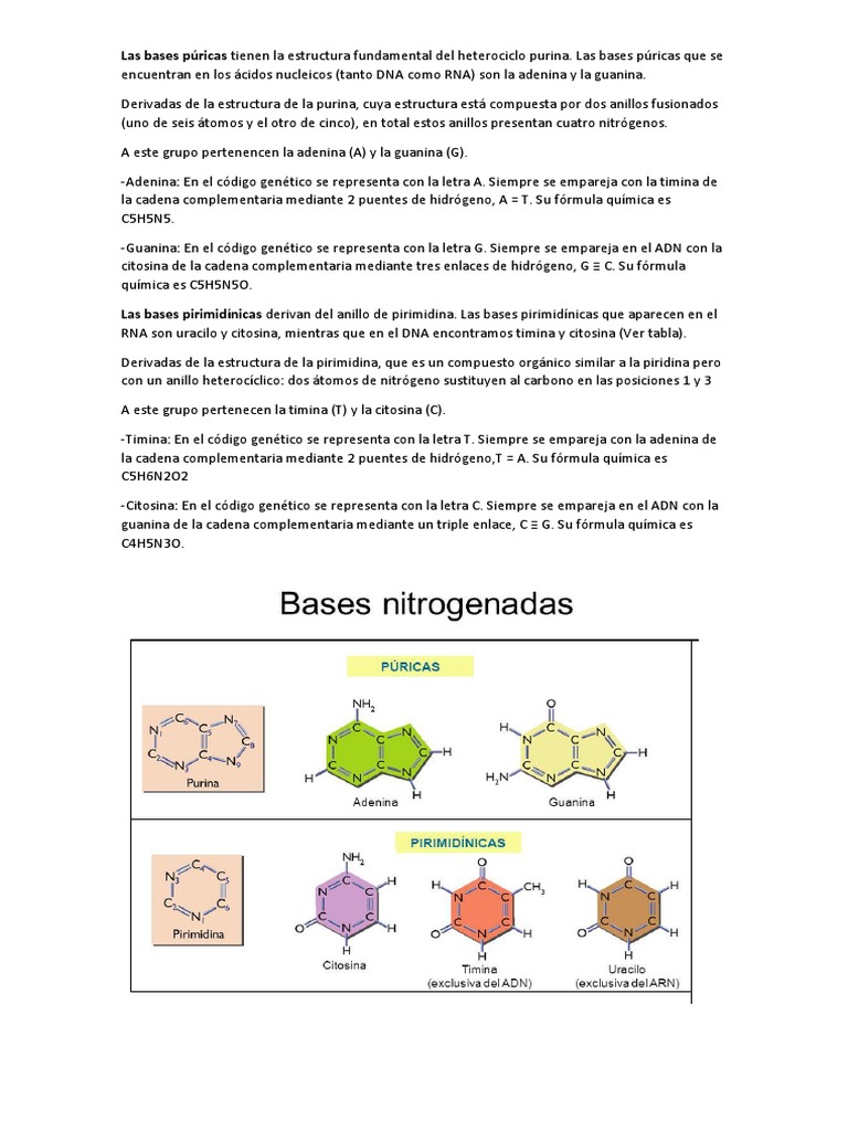 Estructura y Emparejamiento de Bases Nitrogenadas | PDF, image size:768x1024