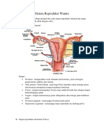 Sistem Reproduksi Wanita