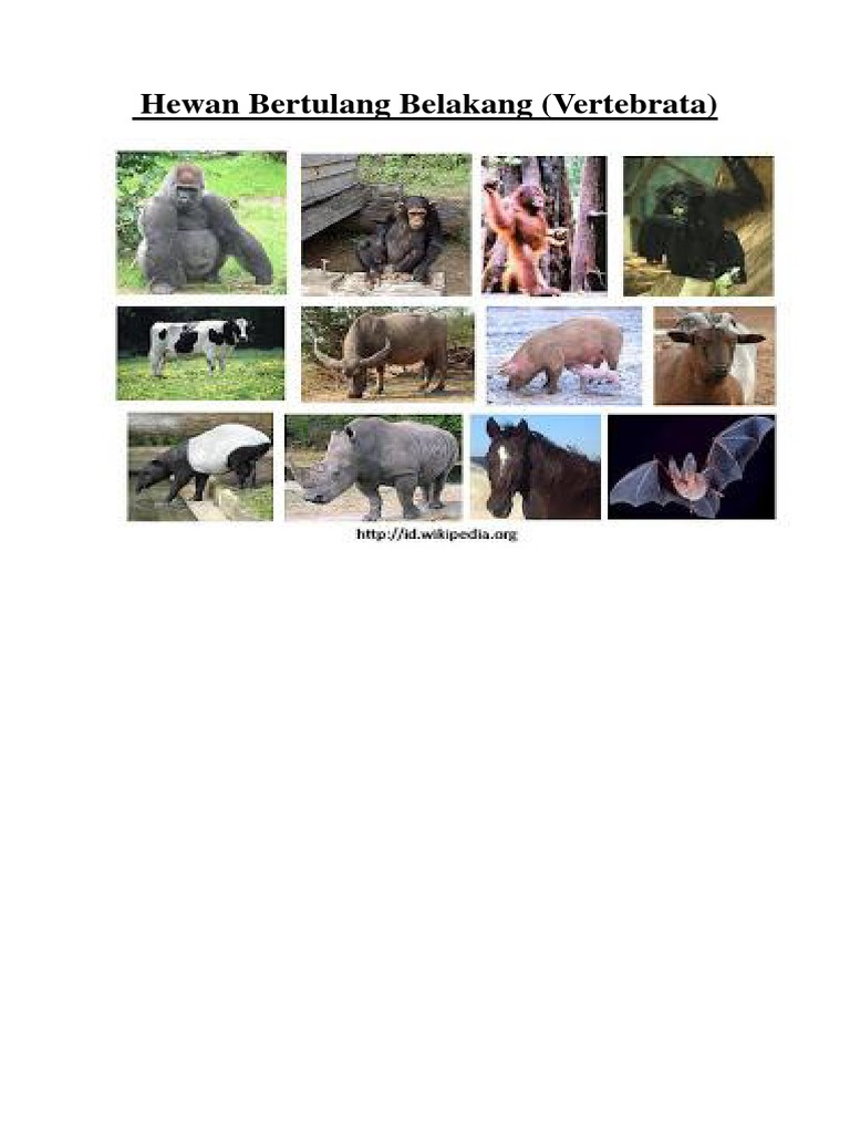 660+ Gambar Hewan Tidak Bertulang Belakang Gratis Terbaik
