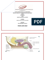 histologia shenia