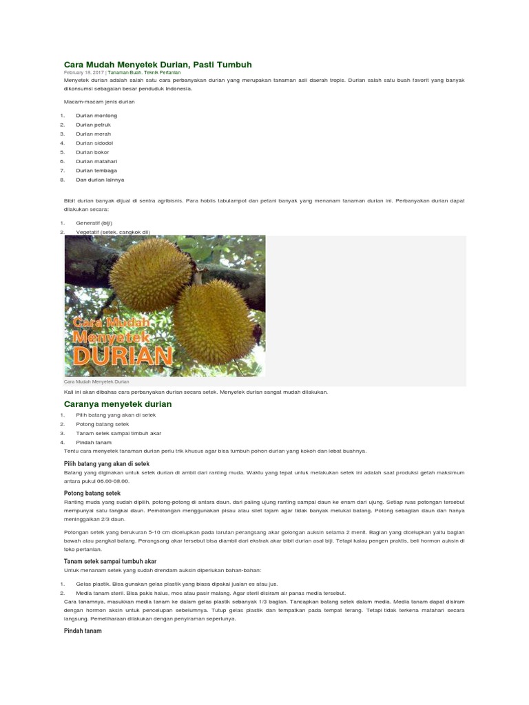 Unduh 62 Gambar Durian Coreldraw Keren Gratis HD