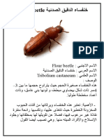 خنفساء الدقيق الصدئية Flour beetle